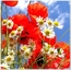 Cornille